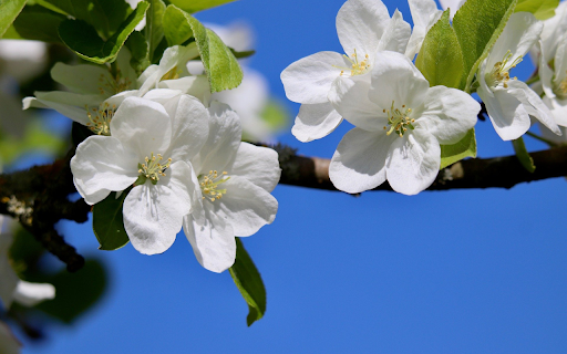 White Flowers Blooming Branches from Chrome web store to be run with OffiDocs Chromium online White Flowers Blooming Branches from Chrome web store to be run with OffiDocs Chromium online
