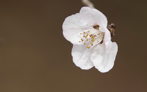 White peach blossoms from Chrome web store to be run with OffiDocs Chromium online White peach blossoms from Chrome web store to be run with OffiDocs Chromium online