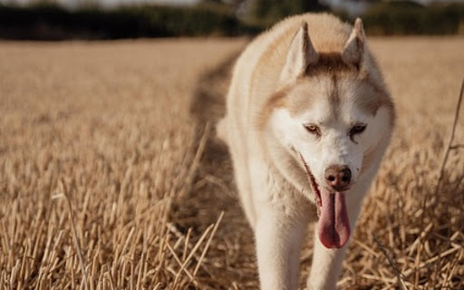 WHITE WOLF Theme from Chrome web store to be run with OffiDocs Chromium online WHITE WOLF Theme from Chrome web store to be run with OffiDocs Chromium online