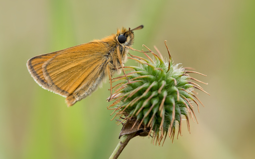 Yellow butterfly from Chrome web store to be run with OffiDocs Chromium online Yellow butterfly from Chrome web store to be run with OffiDocs Chromium online