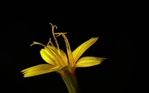 Yellow flower from Chrome web store to be run with OffiDocs Chromium online Yellow flower from Chrome web store to be run with OffiDocs Chromium online