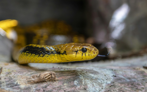 Yellow Snake from Chrome web store to be run with OffiDocs Chromium online Yellow Snake from Chrome web store to be run with OffiDocs Chromium online