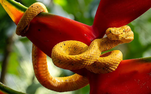 Yellow snake next to red flowers from Chrome web store to be run with OffiDocs Chromium online Yellow snake next to red flowers from Chrome web store to be run with OffiDocs Chromium online