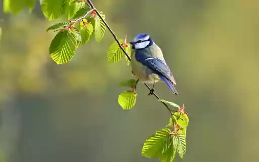 Adorable bird on a tree branch from Chrome web store to be run with OffiDocs Chromium online Adorable bird on a tree branch from Chrome web store to be run with OffiDocs Chromium online