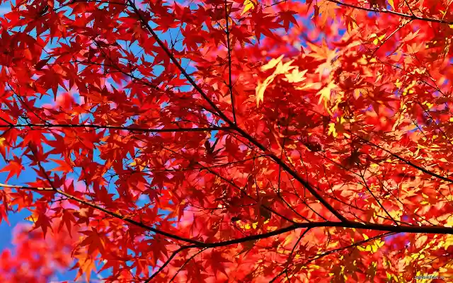 Autumn tree from Chrome web store to be run with OffiDocs Chromium online Autumn tree from Chrome web store to be run with OffiDocs Chromium online