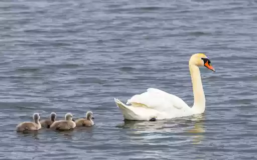 Baby Swans from Chrome web store to be run with OffiDocs Chromium online Baby Swans from Chrome web store to be run with OffiDocs Chromium online