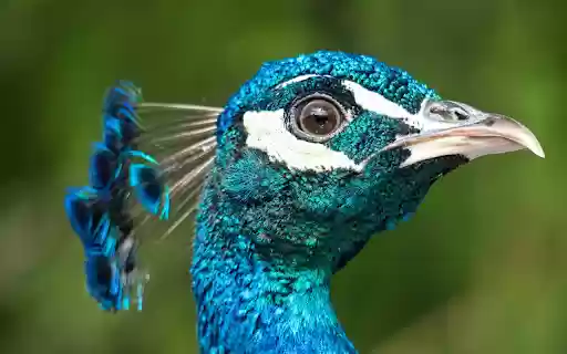 Beautiful blue peacock from Chrome web store to be run with OffiDocs Chromium online Beautiful blue peacock from Chrome web store to be run with OffiDocs Chromium online
