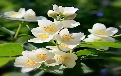 beautiful jasmine wallpaper from Chrome web store to be run with OffiDocs Chromium online beautiful jasmine wallpaper from Chrome web store to be run with OffiDocs Chromium online