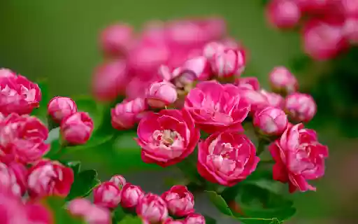 Beautiful little rose branches from Chrome web store to be run with OffiDocs Chromium online Beautiful little rose branches from Chrome web store to be run with OffiDocs Chromium online