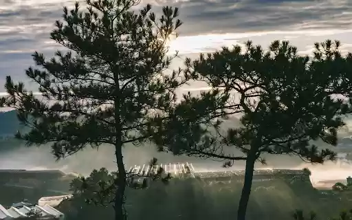 Beautiful Pine Tree At Dawn In Da Lat, Vietnam from Chrome web store to be run with OffiDocs Chromium online Beautiful Pine Tree At Dawn In Da Lat, Vietnam from Chrome web store to be run with OffiDocs Chromium online