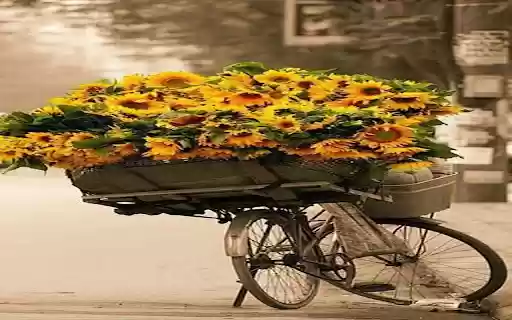 Bicycle carrying sunflowers wallpaper from Chrome web store to be run with OffiDocs Chromium online Bicycle carrying sunflowers wallpaper from Chrome web store to be run with OffiDocs Chromium online