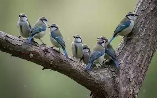 Blue birds on tree branches from Chrome web store to be run with OffiDocs Chromium online Blue birds on tree branches from Chrome web store to be run with OffiDocs Chromium online