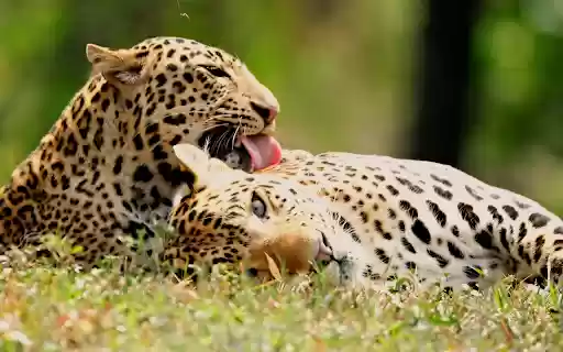 Couple of romantic leopards from Chrome web store to be run with OffiDocs Chromium online Couple of romantic leopards from Chrome web store to be run with OffiDocs Chromium online
