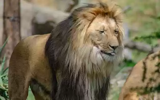 Cute Lion from Chrome web store to be run with OffiDocs Chromium online Cute Lion from Chrome web store to be run with OffiDocs Chromium online