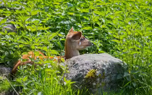 Deer under the bushes from Chrome web store to be run with OffiDocs Chromium online Deer under the bushes from Chrome web store to be run with OffiDocs Chromium online