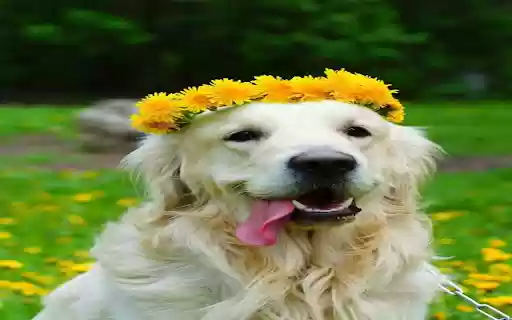 Dog wearing a wreath wallpaper from Chrome web store to be run with OffiDocs Chromium online Dog wearing a wreath wallpaper from Chrome web store to be run with OffiDocs Chromium online