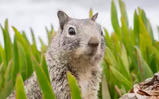 Fat Squirrel from Chrome web store to be run with OffiDocs Chromium online Fat Squirrel from Chrome web store to be run with OffiDocs Chromium online