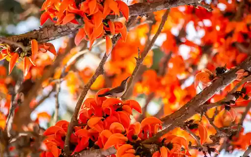 Fire Tree from Chrome web store to be run with OffiDocs Chromium online Fire Tree from Chrome web store to be run with OffiDocs Chromium online