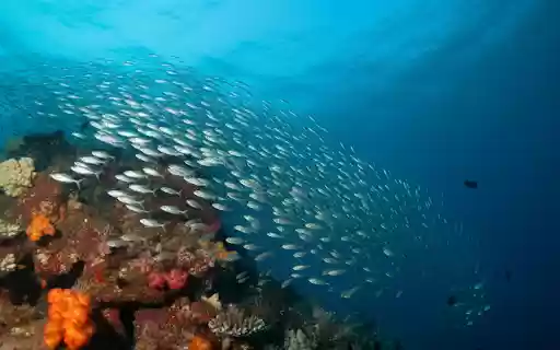 Fish swim in schools from Chrome web store to be run with OffiDocs Chromium online Fish swim in schools from Chrome web store to be run with OffiDocs Chromium online