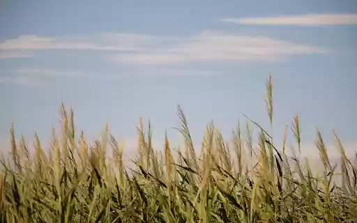 Forest of towering reeds from Chrome web store to be run with OffiDocs Chromium online Forest of towering reeds from Chrome web store to be run with OffiDocs Chromium online