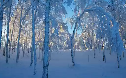 Frosted Forest Sunlight from Chrome web store to be run with OffiDocs Chromium online Frosted Forest Sunlight from Chrome web store to be run with OffiDocs Chromium online