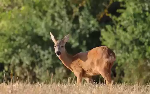 Golden deer on dry grass field from Chrome web store to be run with OffiDocs Chromium online Golden deer on dry grass field from Chrome web store to be run with OffiDocs Chromium online