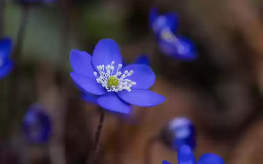 Green flower with white pistil from Chrome web store to be run with OffiDocs Chromium online Green flower with white pistil from Chrome web store to be run with OffiDocs Chromium online