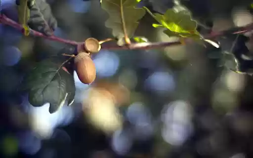 Green leaf fruit tree from Chrome web store to be run with OffiDocs Chromium online Green leaf fruit tree from Chrome web store to be run with OffiDocs Chromium online