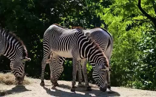 Healthy zebras from Chrome web store to be run with OffiDocs Chromium online Healthy zebras from Chrome web store to be run with OffiDocs Chromium online