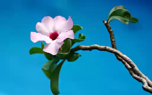 Her houses porcelain flowers from Chrome web store to be run with OffiDocs Chromium online Her houses porcelain flowers from Chrome web store to be run with OffiDocs Chromium online