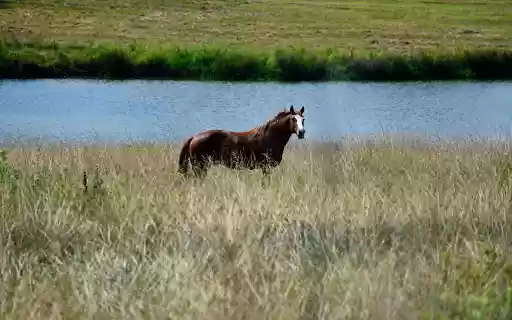 Horse by the river from Chrome web store to be run with OffiDocs Chromium online Horse by the river from Chrome web store to be run with OffiDocs Chromium online