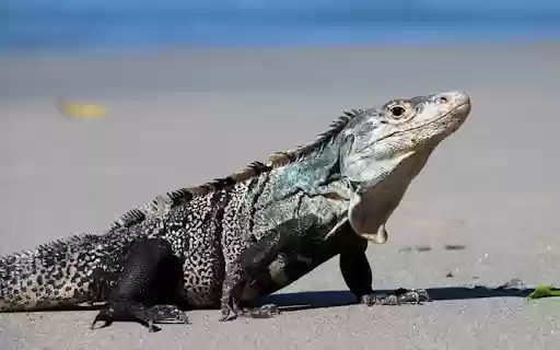 Iguana THEME from Chrome web store to be run with OffiDocs Chromium online Iguana THEME from Chrome web store to be run with OffiDocs Chromium online