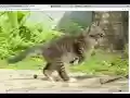 Image zoom and drag from Chrome web store to be run with OffiDocs Chromium online Image zoom and drag from Chrome web store to be run with OffiDocs Chromium online