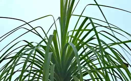 Long Leaf Plant from Chrome web store to be run with OffiDocs Chromium online Long Leaf Plant from Chrome web store to be run with OffiDocs Chromium online