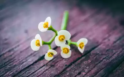 Milky White Flower from Chrome web store to be run with OffiDocs Chromium online Milky White Flower from Chrome web store to be run with OffiDocs Chromium online