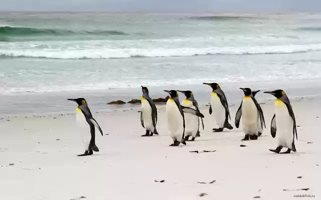 Penguins from Chrome web store to be run with OffiDocs Chromium online Penguins from Chrome web store to be run with OffiDocs Chromium online
