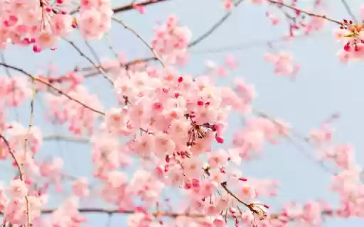 Pink Clouds, Petals Grace Blue Sky from Chrome web store to be run with OffiDocs Chromium online Pink Clouds, Petals Grace Blue Sky from Chrome web store to be run with OffiDocs Chromium online