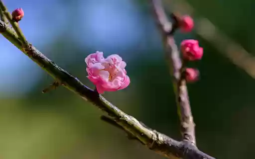 Pink Peach Branch from Chrome web store to be run with OffiDocs Chromium online Pink Peach Branch from Chrome web store to be run with OffiDocs Chromium online