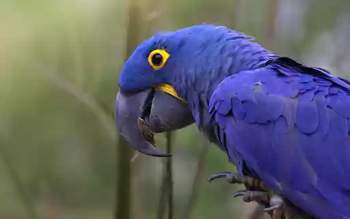 Purple Blue Parrot from Chrome web store to be run with OffiDocs Chromium online Purple Blue Parrot from Chrome web store to be run with OffiDocs Chromium online