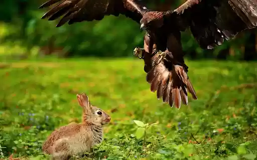 Rabbit hunting bird from Chrome web store to be run with OffiDocs Chromium online Rabbit hunting bird from Chrome web store to be run with OffiDocs Chromium online