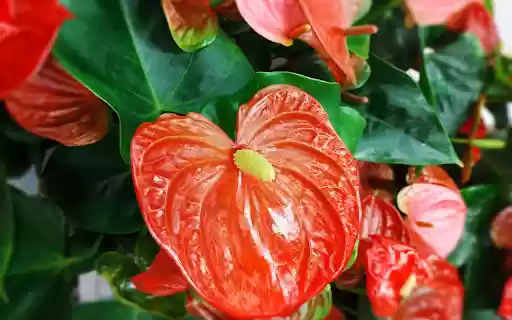 Red heart flower from Chrome web store to be run with OffiDocs Chromium online Red heart flower from Chrome web store to be run with OffiDocs Chromium online