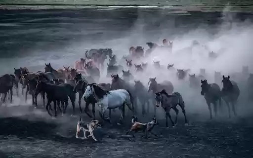 Running Herd of Horses and Two Dogs from Chrome web store to be run with OffiDocs Chromium online Running Herd of Horses and Two Dogs from Chrome web store to be run with OffiDocs Chromium online