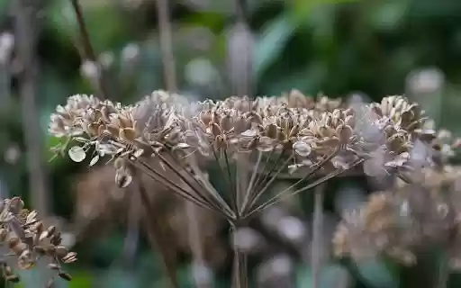 Seeds on the tree from Chrome web store to be run with OffiDocs Chromium online Seeds on the tree from Chrome web store to be run with OffiDocs Chromium online