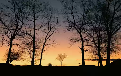 Silhouette of Bare Trees During Sunset from Chrome web store to be run with OffiDocs Chromium online Silhouette of Bare Trees During Sunset from Chrome web store to be run with OffiDocs Chromium online
