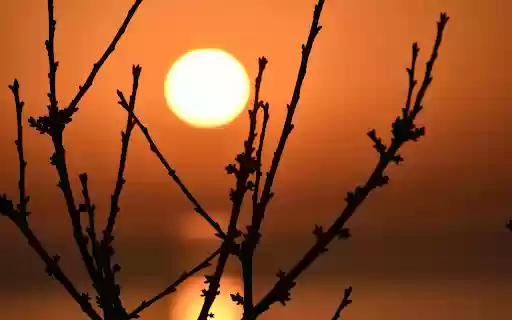 Silhouette of Branches during Sunset from Chrome web store to be run with OffiDocs Chromium online Silhouette of Branches during Sunset from Chrome web store to be run with OffiDocs Chromium online