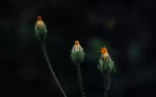 Small flower buds from Chrome web store to be run with OffiDocs Chromium online Small flower buds from Chrome web store to be run with OffiDocs Chromium online