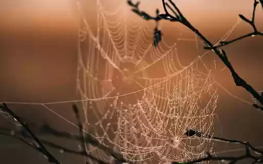 Spider Web on Brown Tree Branch during Sunset from Chrome web store to be run with OffiDocs Chromium online Spider Web on Brown Tree Branch during Sunset from Chrome web store to be run with OffiDocs Chromium online