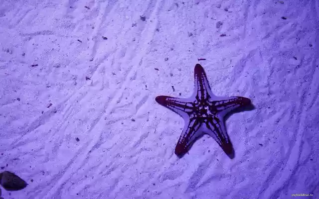 Starfish from Chrome web store to be run with OffiDocs Chromium online Starfish from Chrome web store to be run with OffiDocs Chromium online