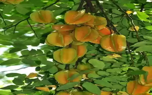 star fruit wallpaper from Chrome web store to be run with OffiDocs Chromium online star fruit wallpaper from Chrome web store to be run with OffiDocs Chromium online