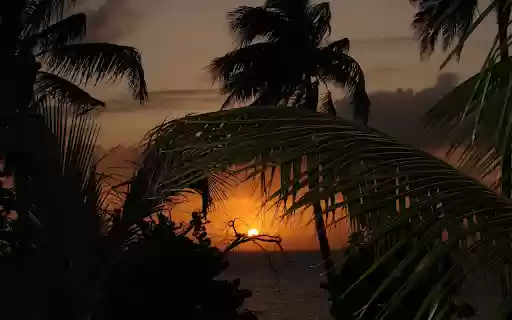 Sunset behind the coconut groves from Chrome web store to be run with OffiDocs Chromium online Sunset behind the coconut groves from Chrome web store to be run with OffiDocs Chromium online